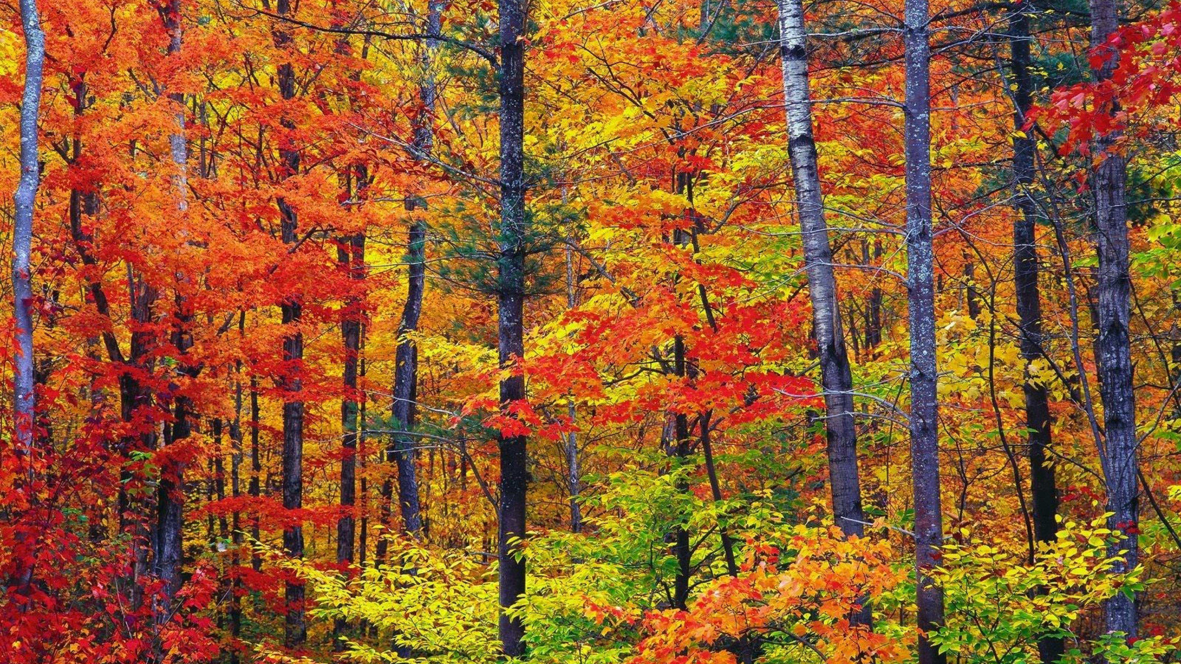 Beautiful Autumn Colors Fallforest Forest Leaves Trees HD Wallpaper Of