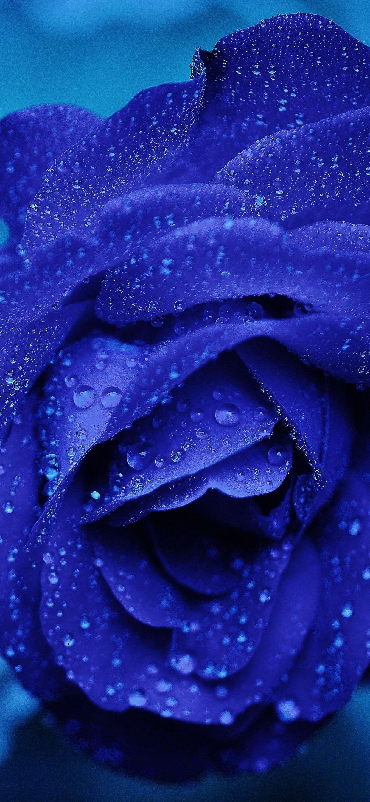 Blue Flower 4k 5k iPhone Xs Max HD Wallpaper Image