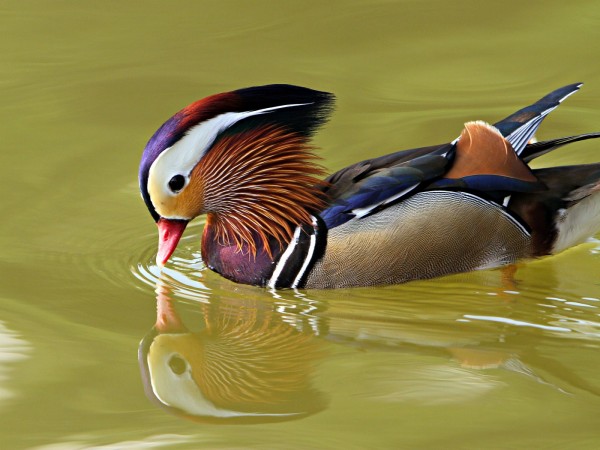 Free download Mandarin Duck wallpaper 1400x1050 [600x450] for your