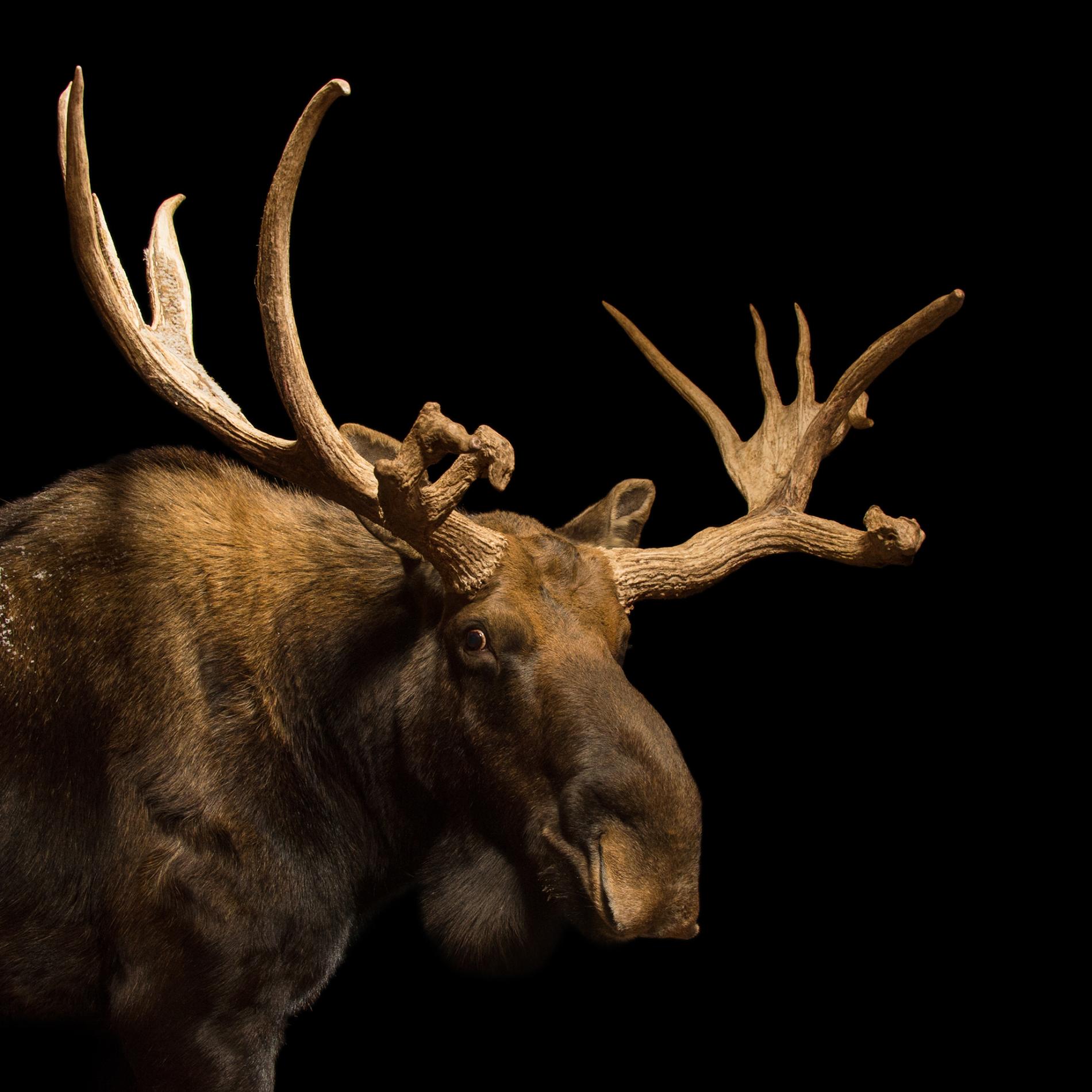 Moose Wallpaper Animal Hq Picture