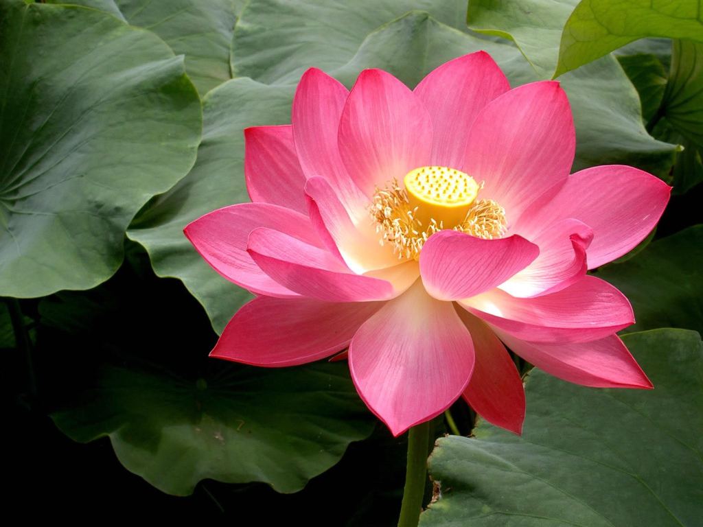 Pink Lotus Flowers   Flower HD Wallpapers Images PIctures Tattoos