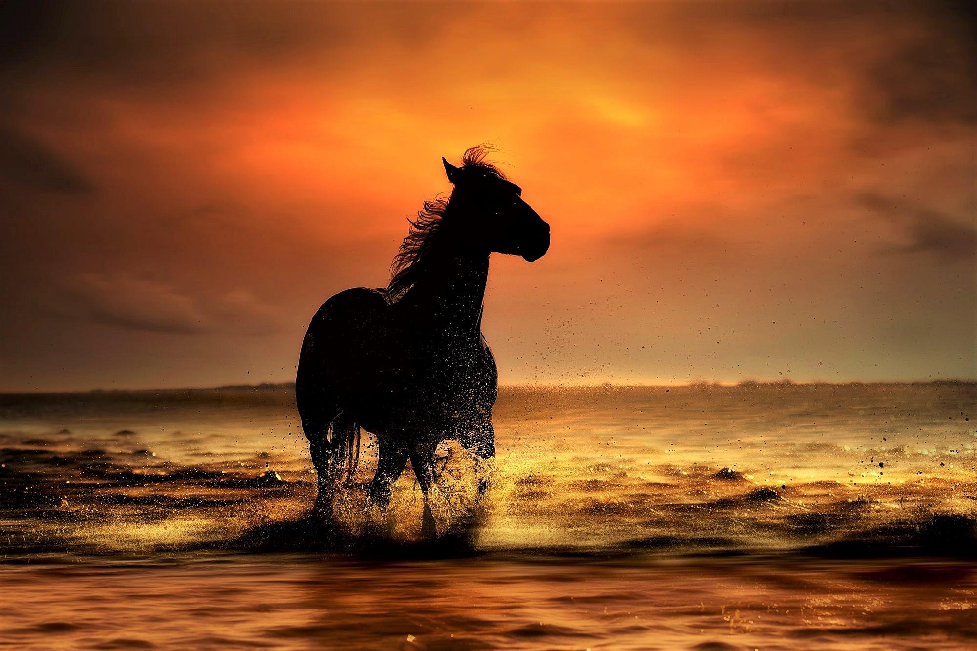 Horse In The Ocean At Sunset By Nikos Bantouvakis