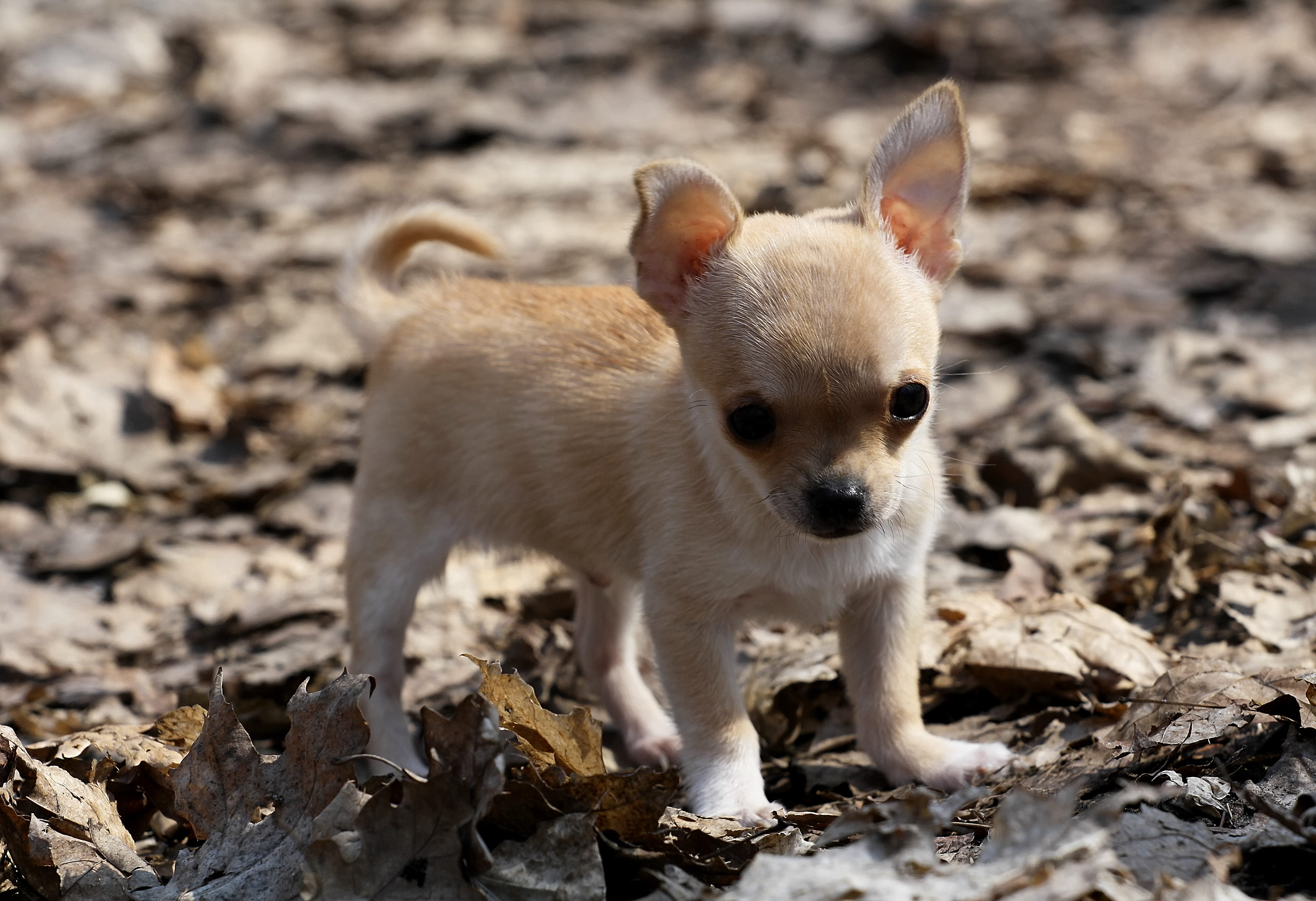 Wallpaper Dog Puppy Leaves Chihuahua