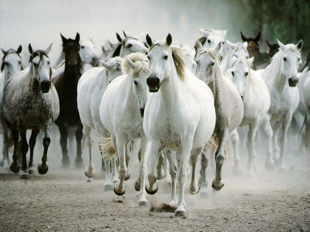 Beautiful Wallpapers White Horse Wallpapers 1024x768