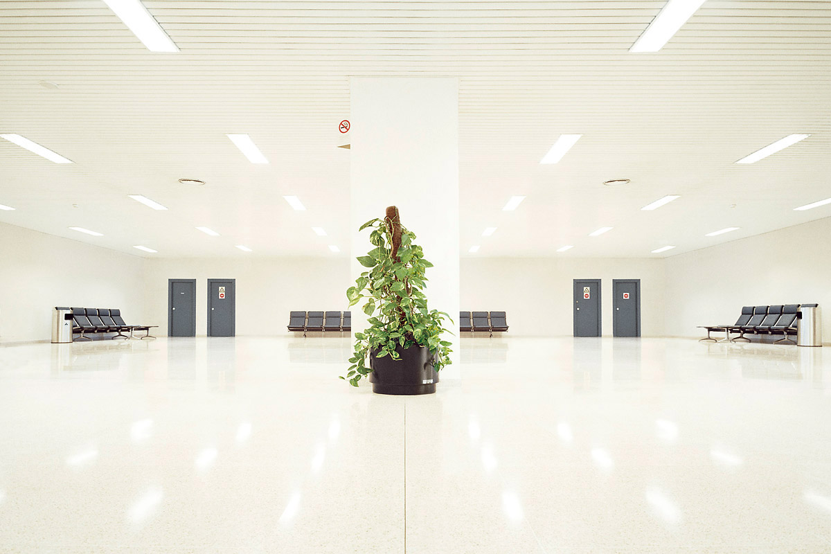 7christian Schmidt Series Indoor Plants Wallpaper