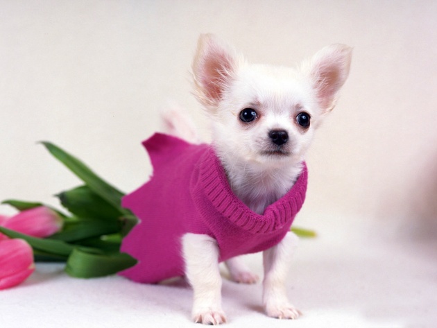 Wallpaper Chihuahua Dog Photo Pictures