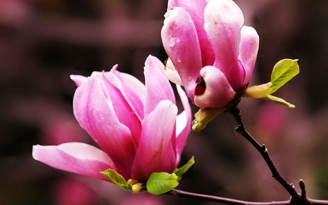 Magnolia Wallpaper Flower