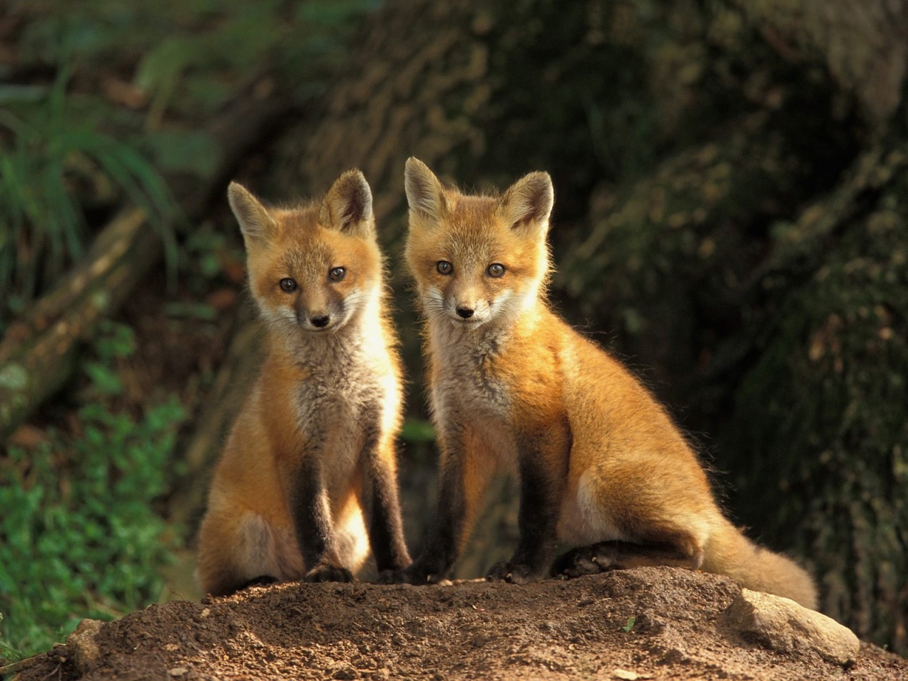 Baby Foxes Desktop Wallpaper Pictures Two Photos