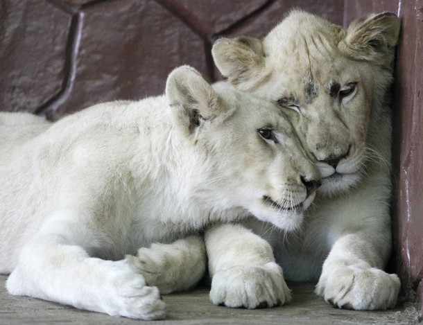 Photo And Wallpaper White Lion Cubs Collation
