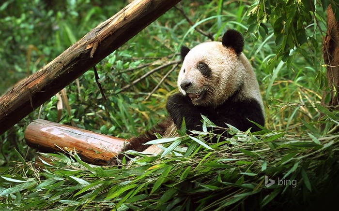 Panda Eating Bamboo Bing Theme Wallpaper 10wallpaper