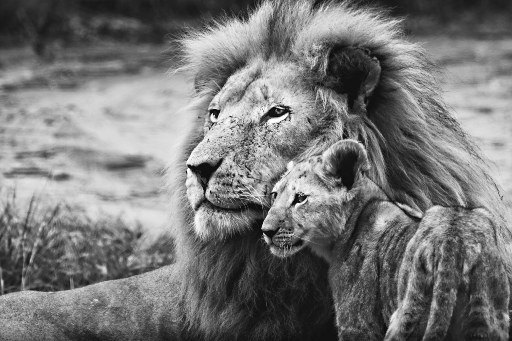 Black And White Wallpaper HD Lion With Cub