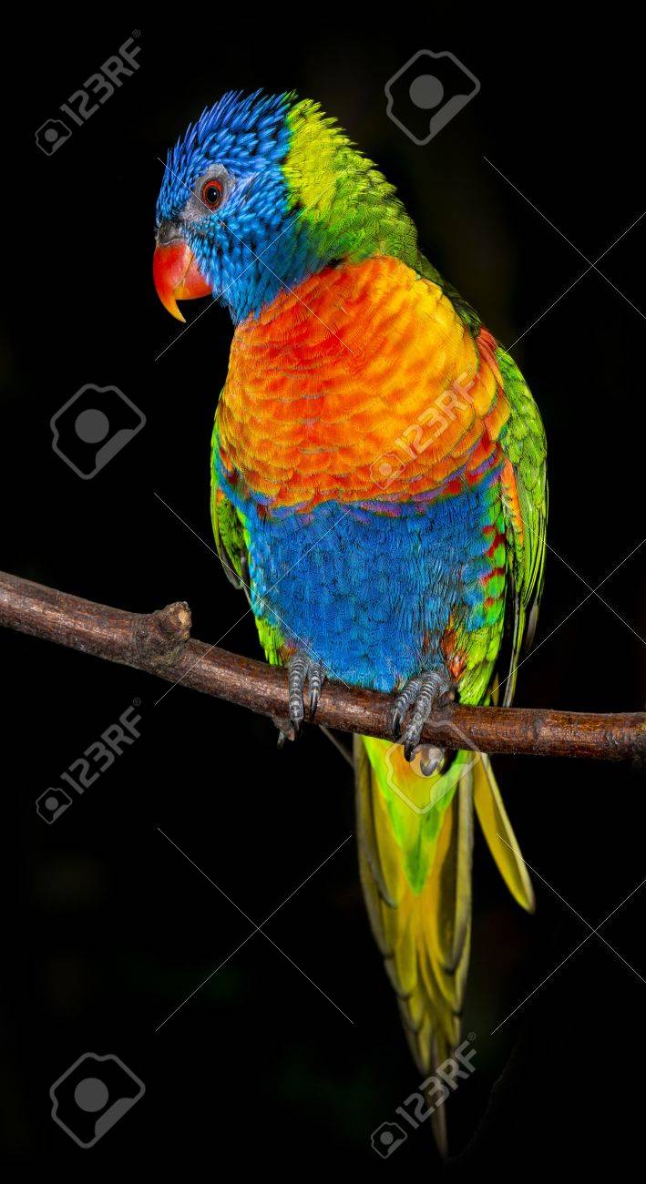 Rainbow Lorikeet Wallpaper 2560x1600