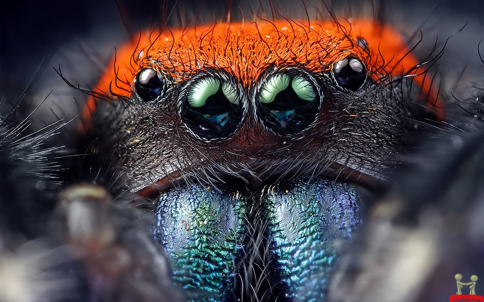Natural Spider Eyes HD Wallpaper