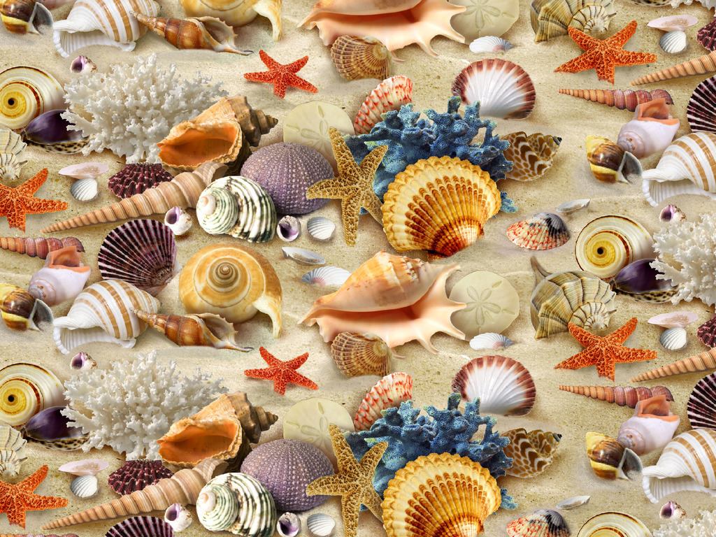 Sea Shells Wallpaper HD Desktop