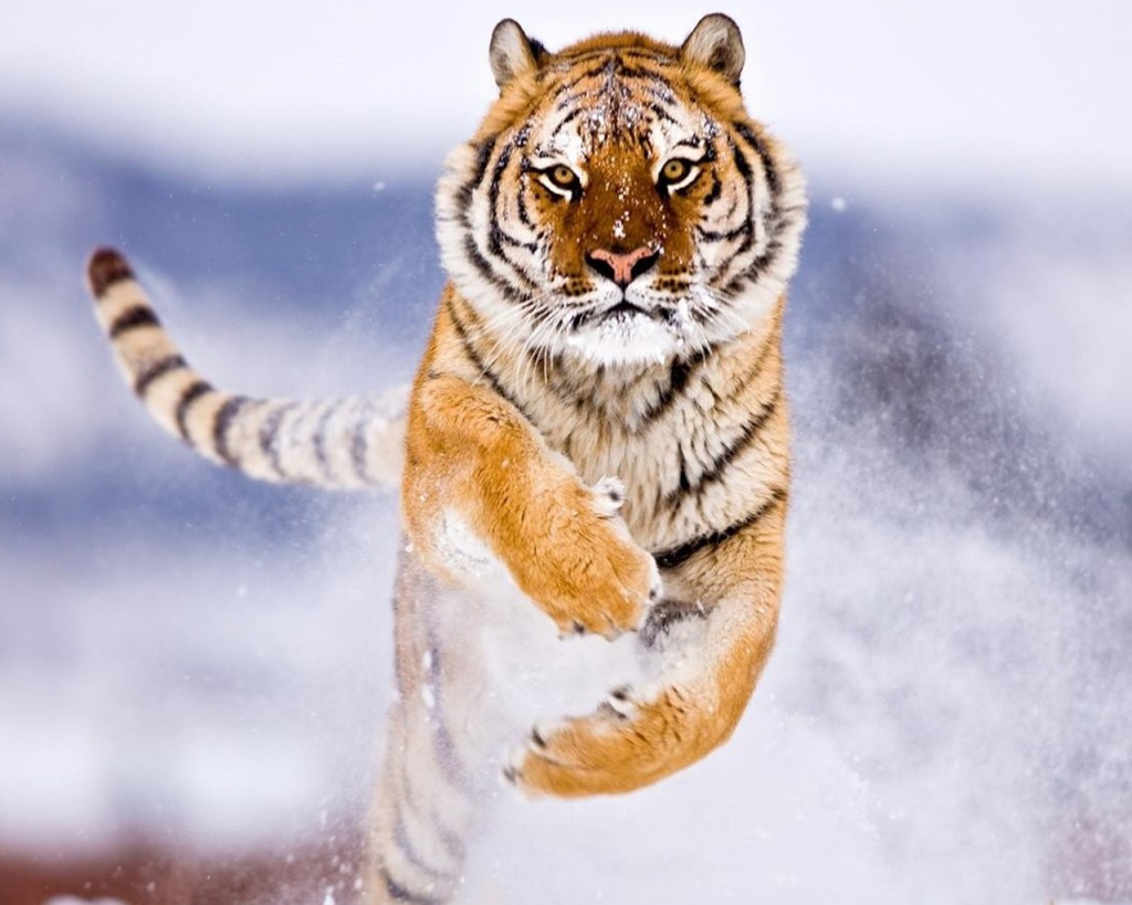 Beautiful Tiger HD Wallpaper Designmaz