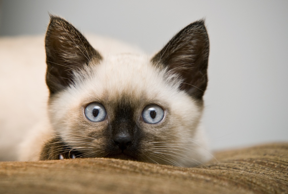 From Siamese Kitten Wallpaper This