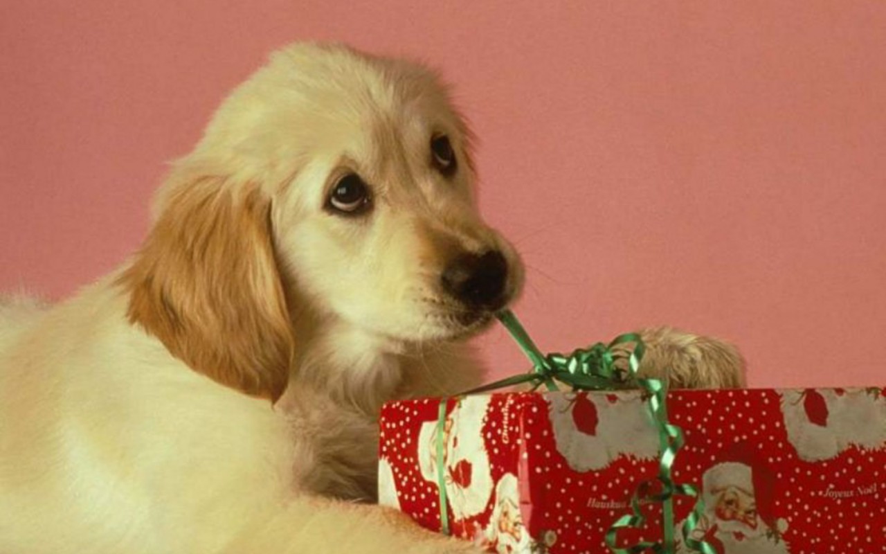Christmas Puppy Puppies Wallpaper