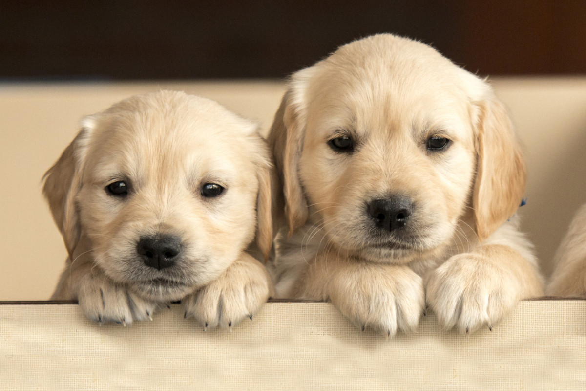 Cutest Dog Breeds Of All Time Wallpaper