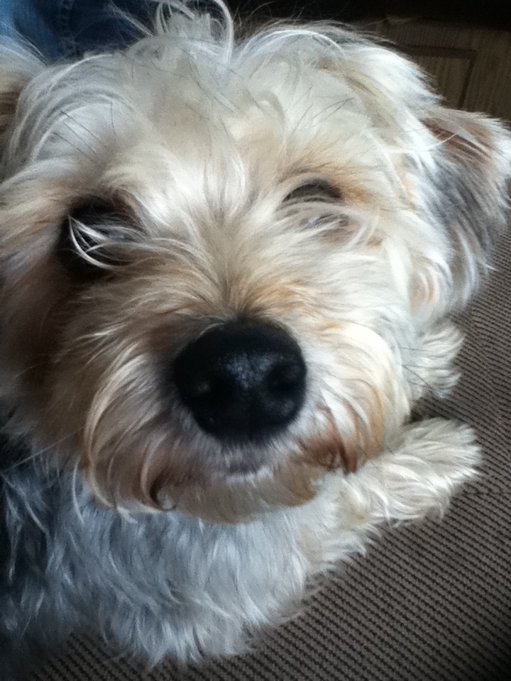 Max The Morkie Morkies Photo