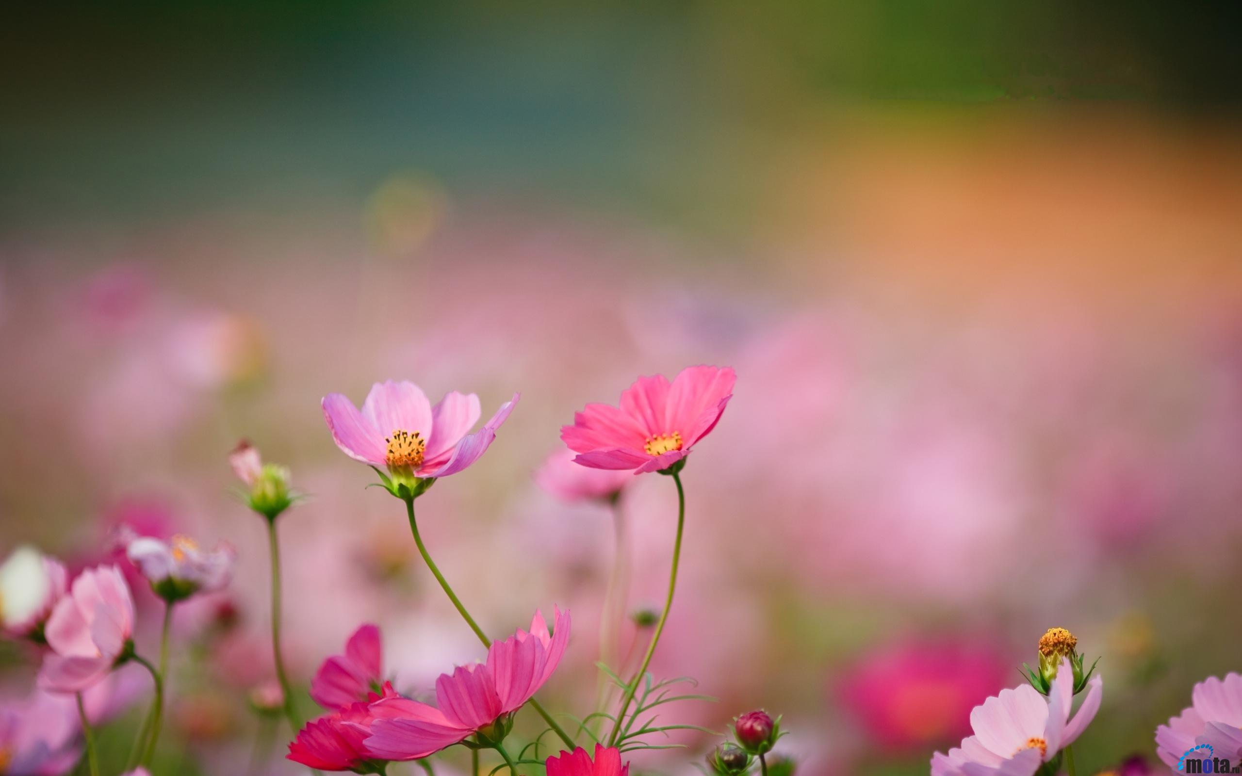 Most Beautiful Flowers Wallpapers on WallpaperDog