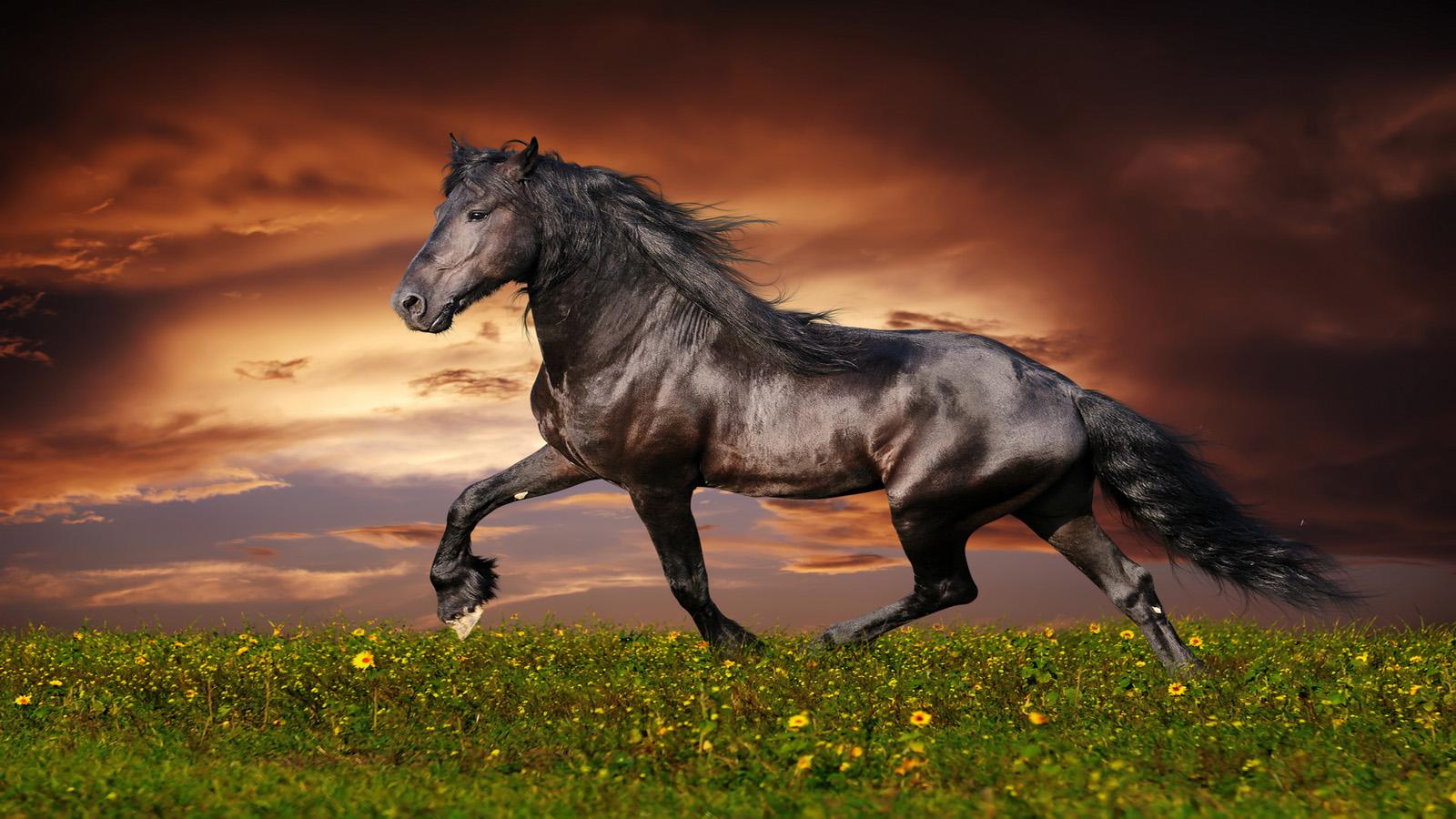 HD Wallpaper Live For Android Horse