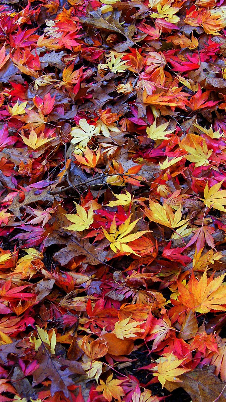 Fall Time Retina HD Wallpaper Collection