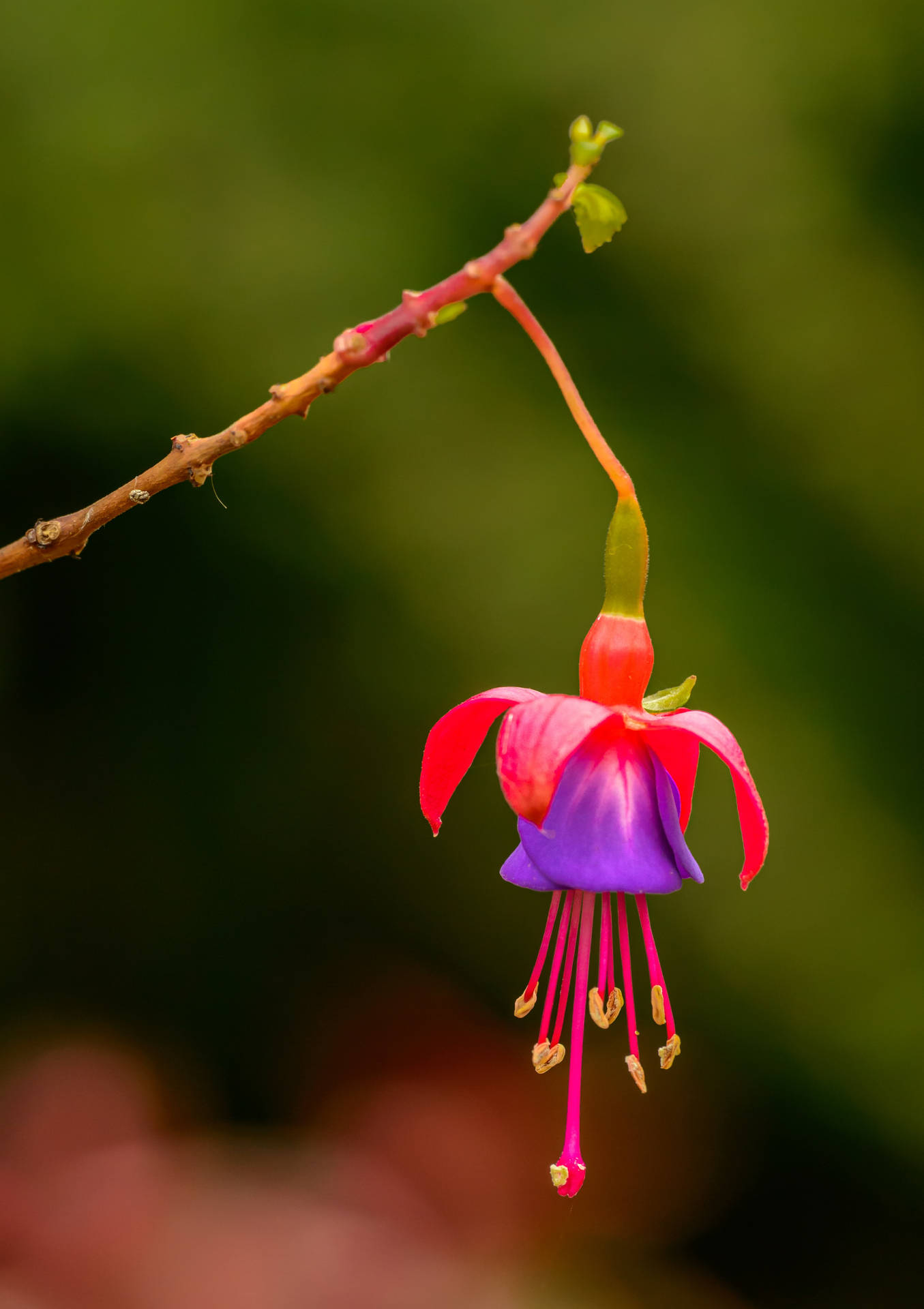 Flower Android Wallpaper