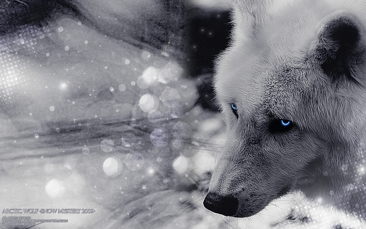 Arctic Wolf Snow Mystery By Whitespiritwolf On