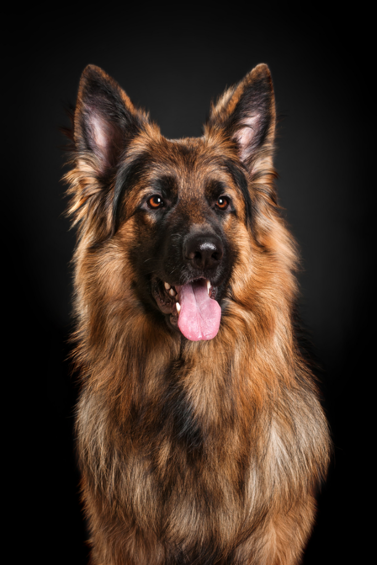 German Shepherd On A Black Background Germanshepherd