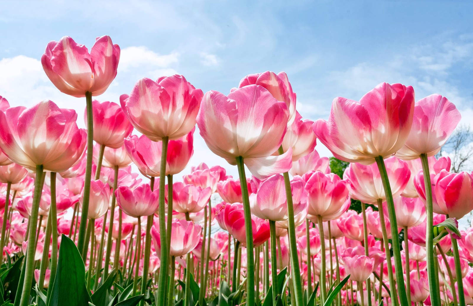 Free download 40 Beautiful Flower Wallpapers for your Desktop Mobile