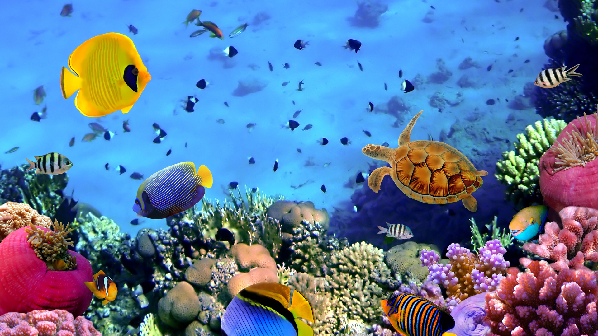 Coral Reefs Wallpaper Hd Widescreen Desktop Background