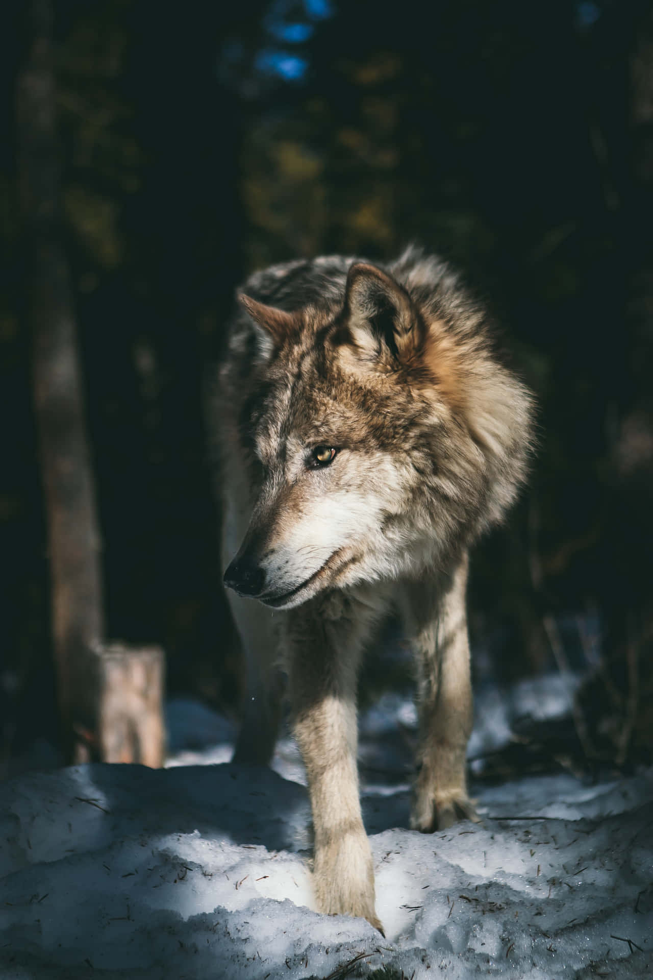 Wolf Phone Wallpaper