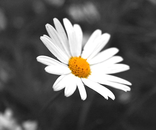 Lynette Dobson Portfolio Black and white daisy