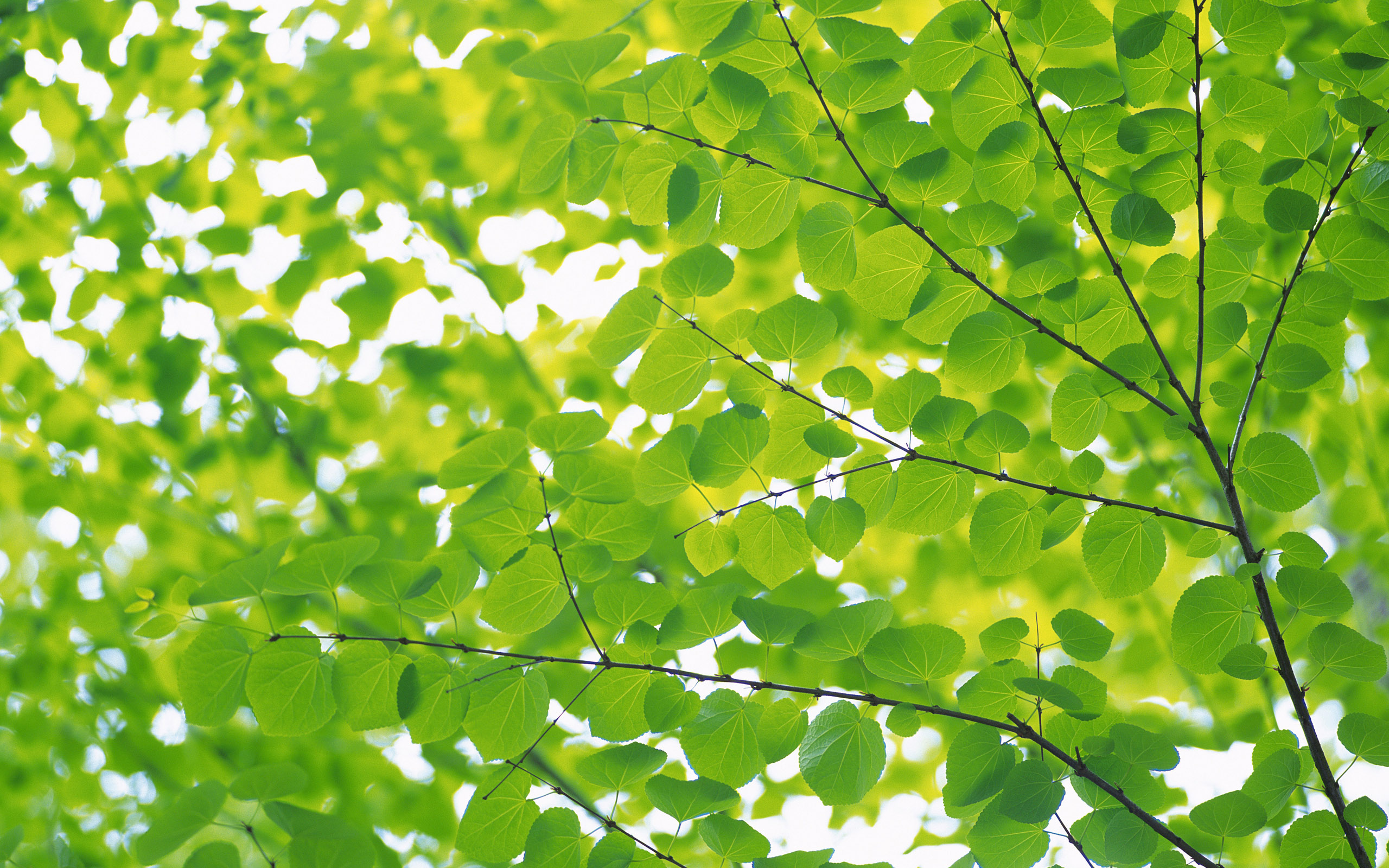 2560x1600 Many round leaves desktop PC and Mac wallpaper