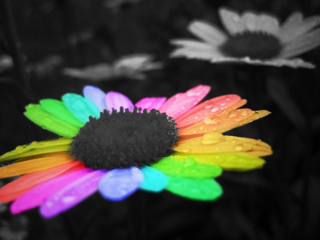Rainbow Flower By Alyakmi