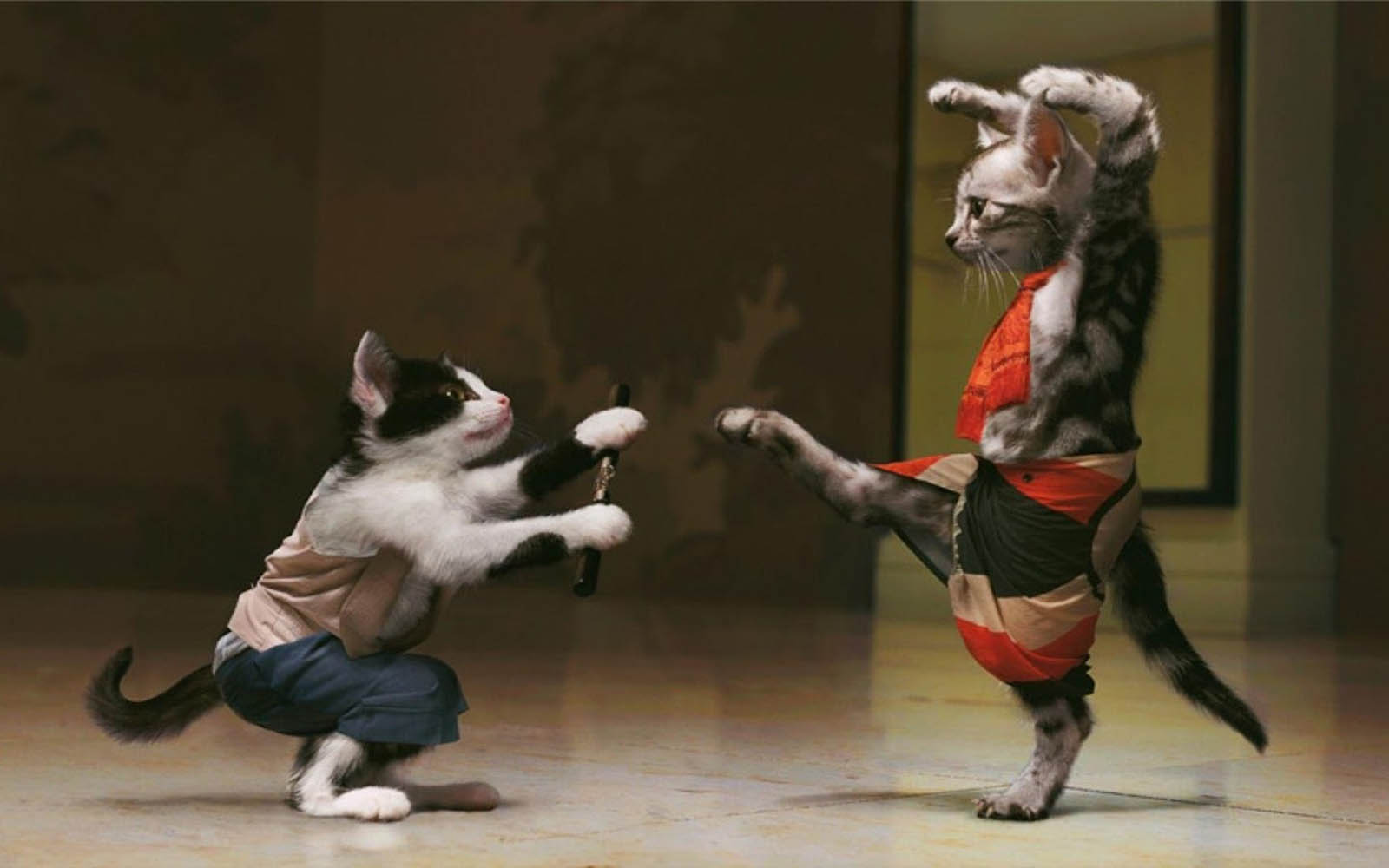wallpapers Funny Cats Fight Wallpaper