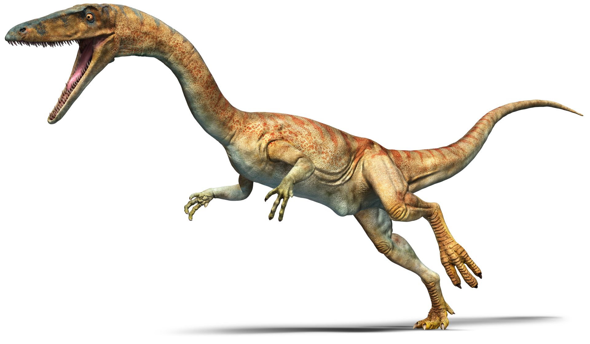 Image Take A Quiz About Yourself Coelophysis Facts