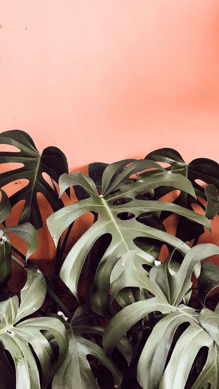 Mint the SpringSummer 2020 colour Trend Plant wallpaper Plant