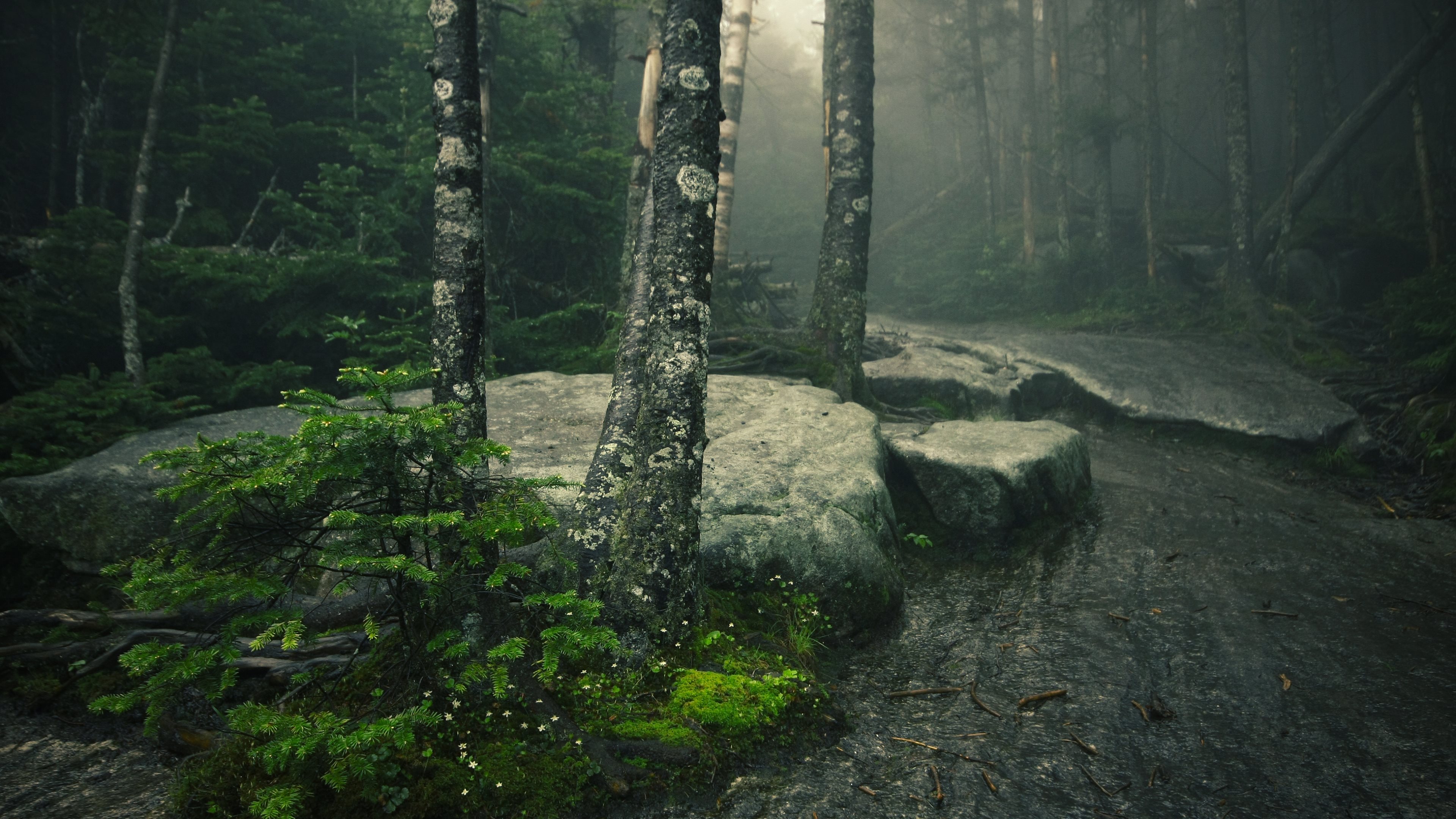 🔥 Free download Deep inside of the Adirondack Mountains nature