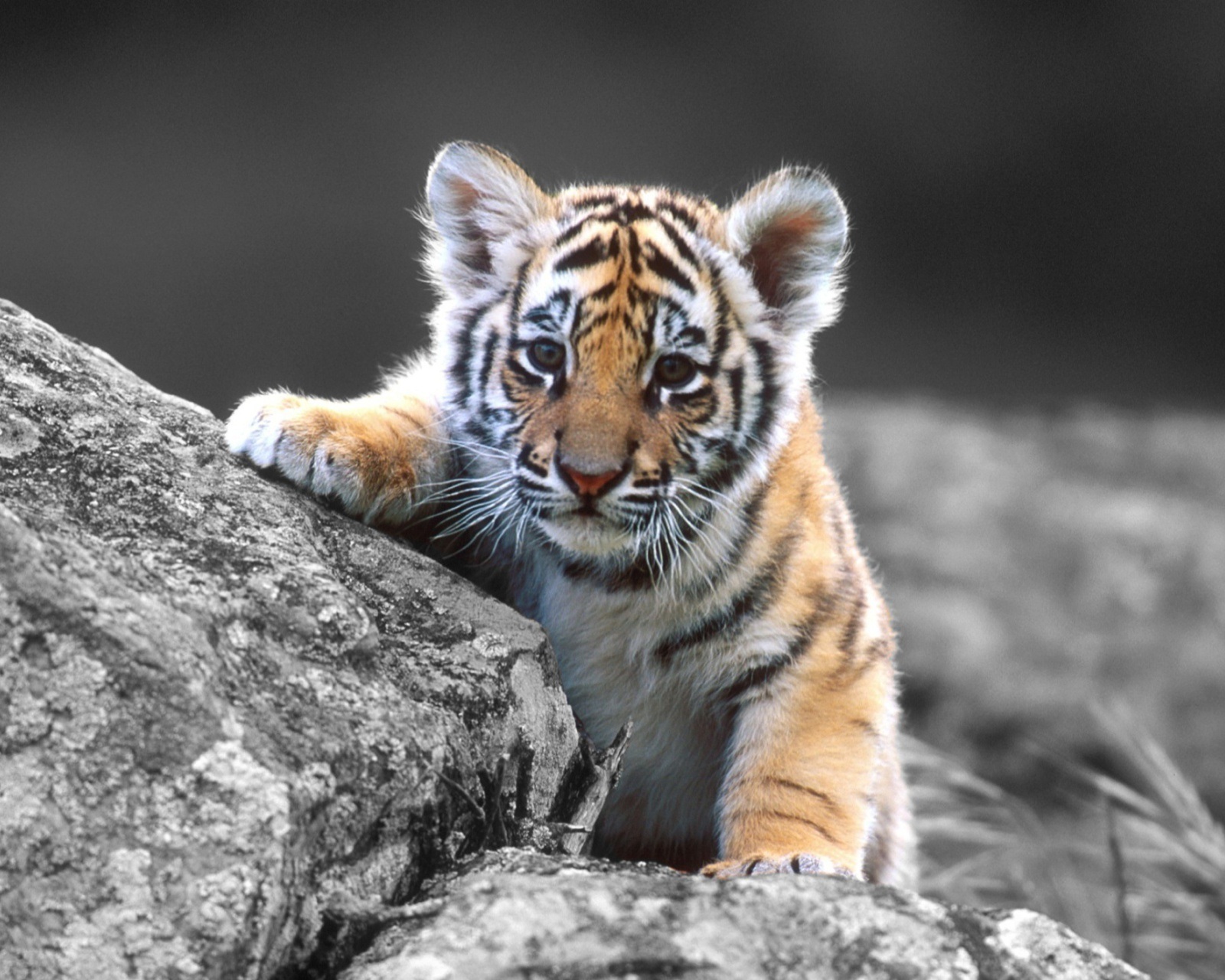 Cute Tiger Cub Wallpaper Screensaver Pre