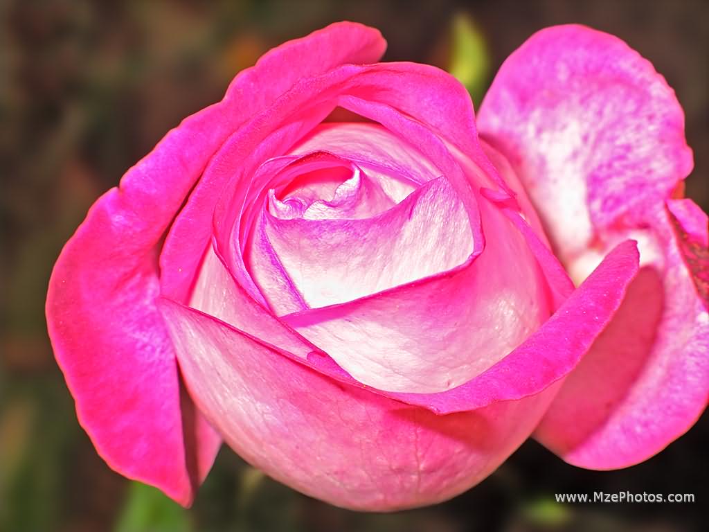 🔥 [40+] White Wallpapers with Pink Roses WallpaperSafari