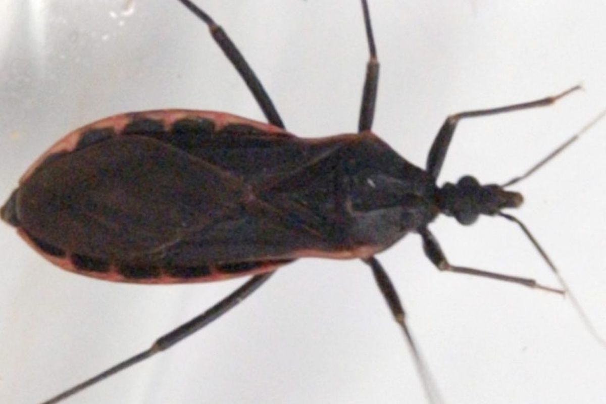 Kissing bug carrying fatal disease reported in Illinois CDC says