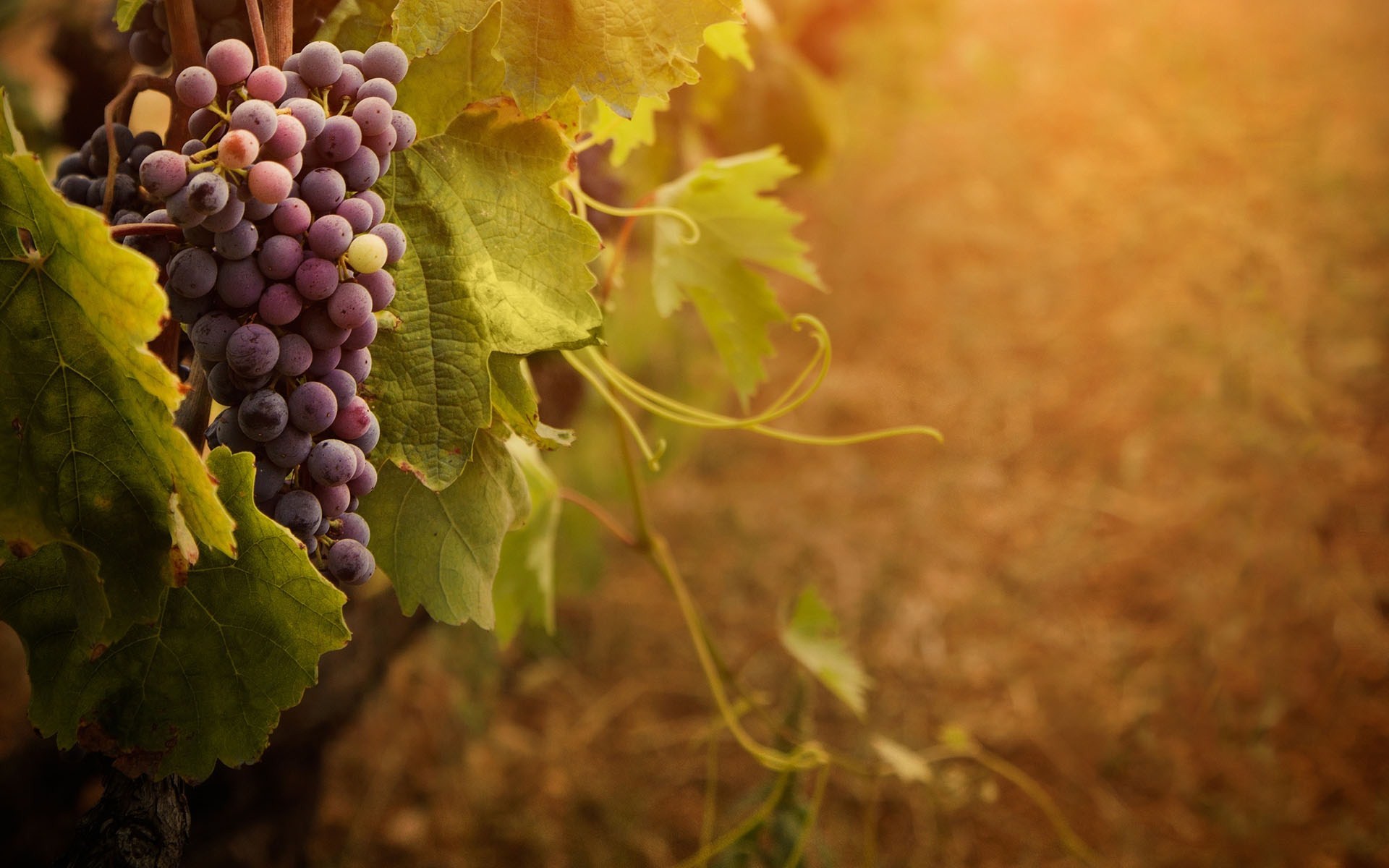 Grape Cluster Vine Sunny Day Wide HD Wallpaper Is A Lovely Background
