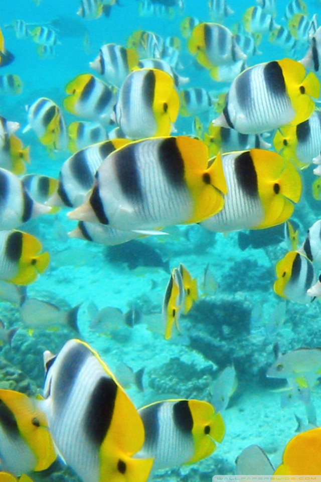 School Of Tropical Fish Tahiti 4k HD Desktop Wallpaper For
