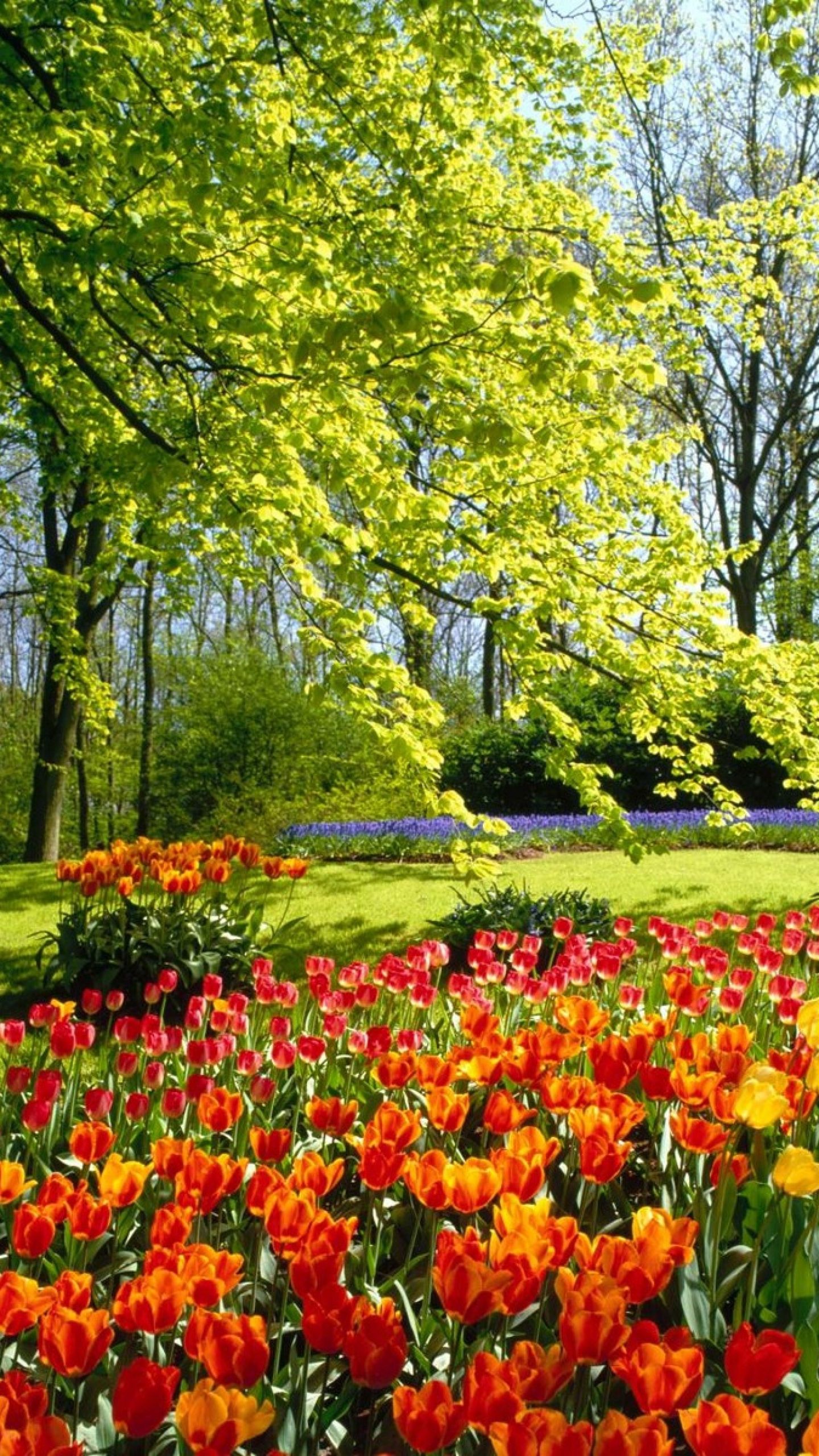 Eleletsitz Tulip Garden Wallpaper Image Lovely Scenery In
