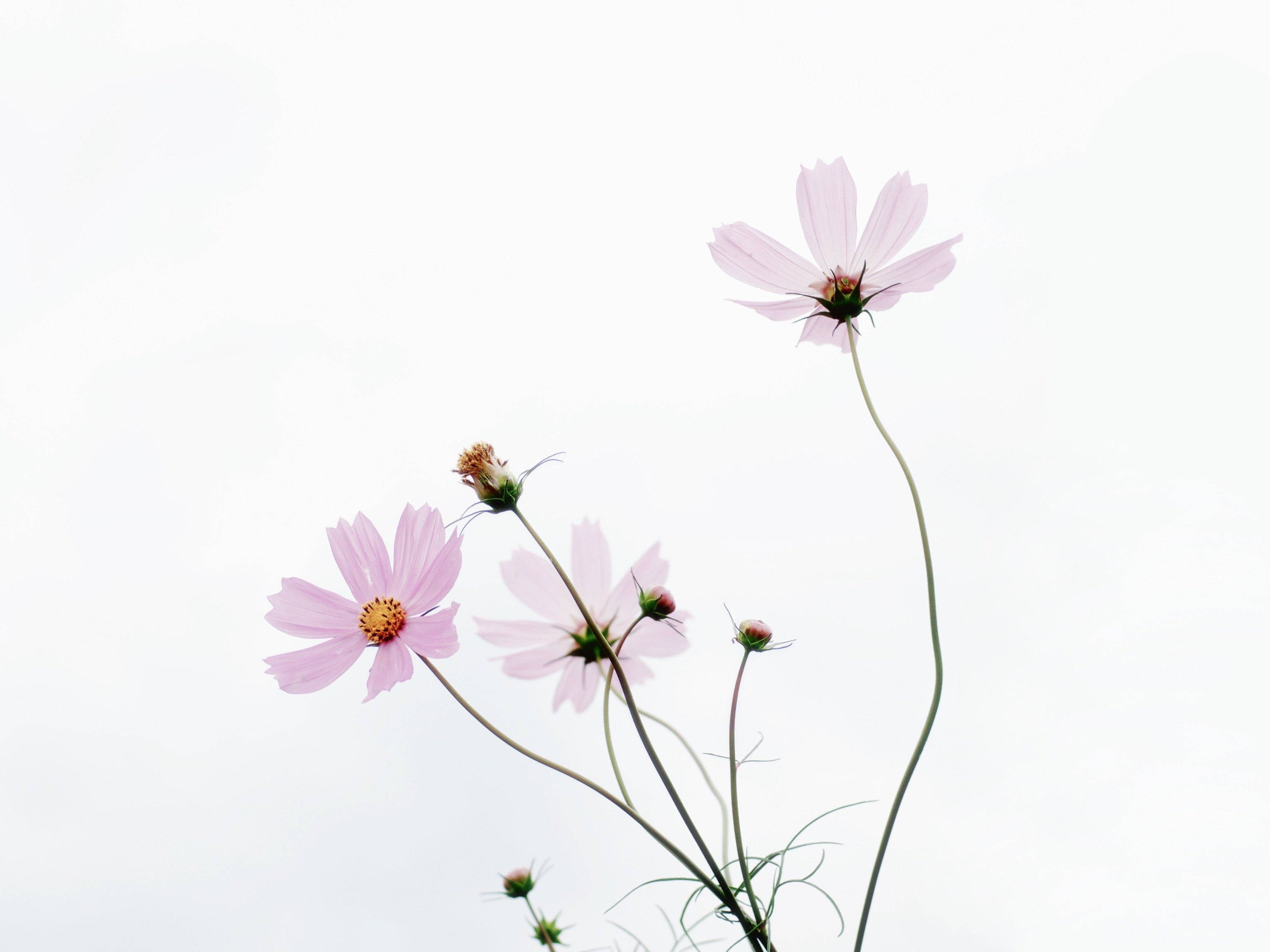 Minimalist Flower Computer Wallpaper