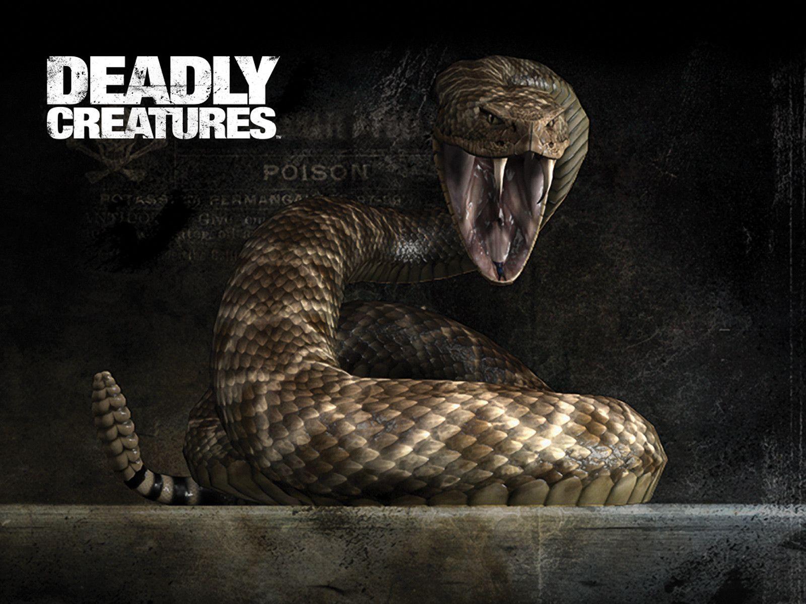 Rattlesnake Wallpaper