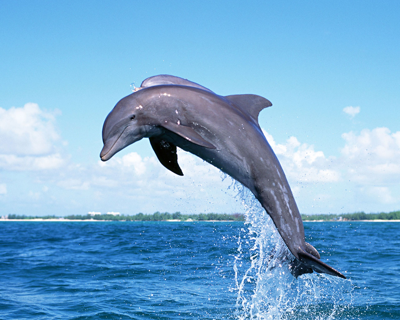 Dolphins Desktop Wallpaper For HD Widescreen And Mobile