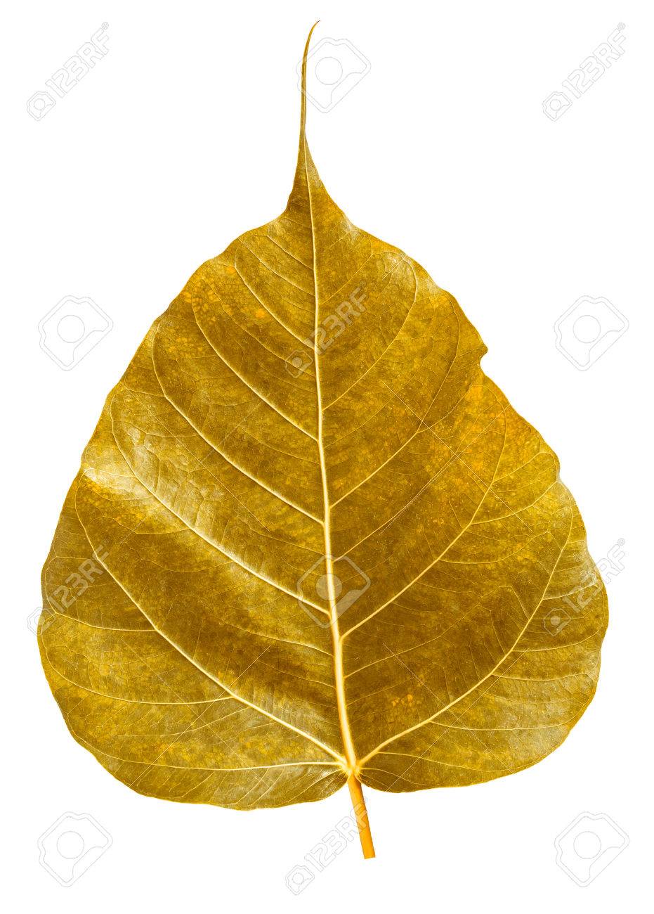 Golden Bothi Leaf Isolated On White Background Pho Bo