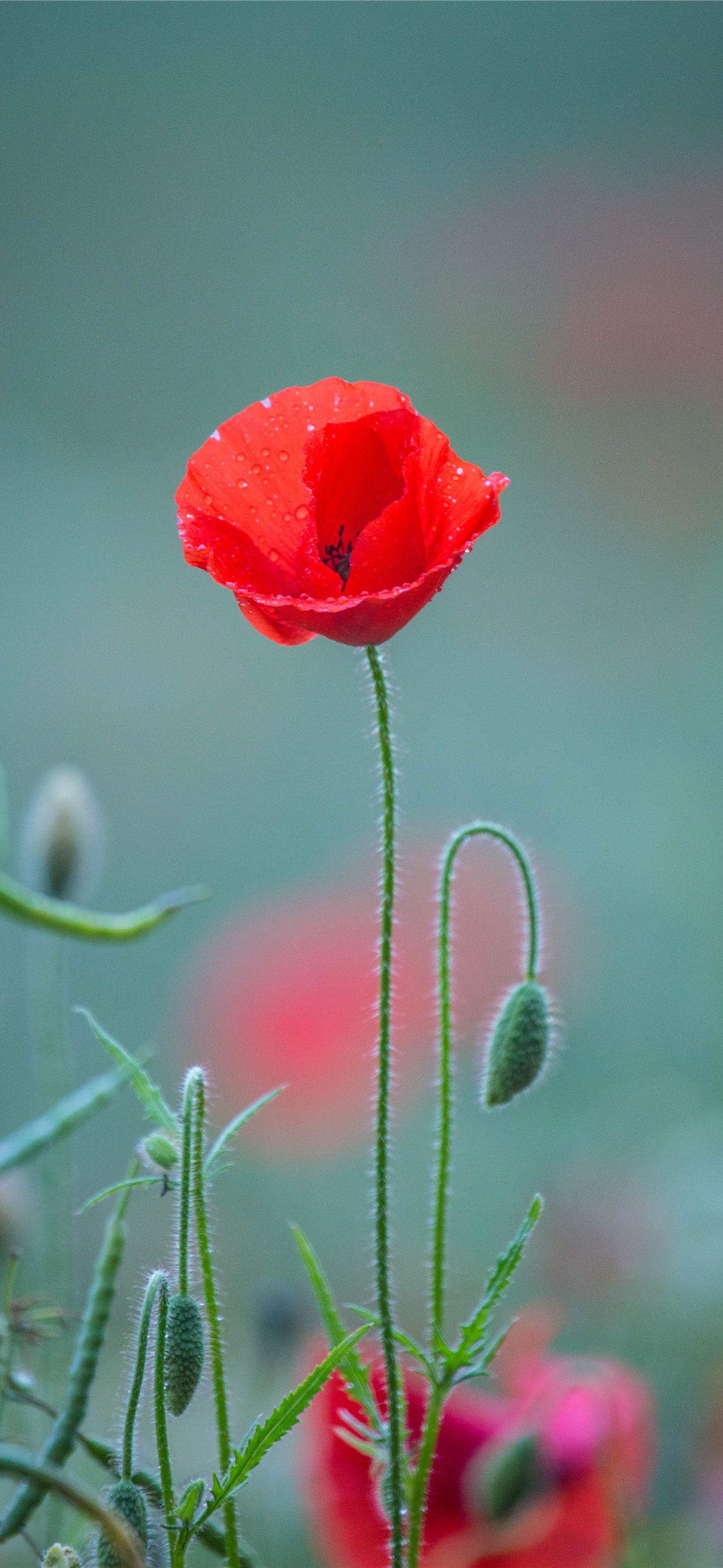 Red Petaled Flower Close Up Photography iPhone Wallpaper